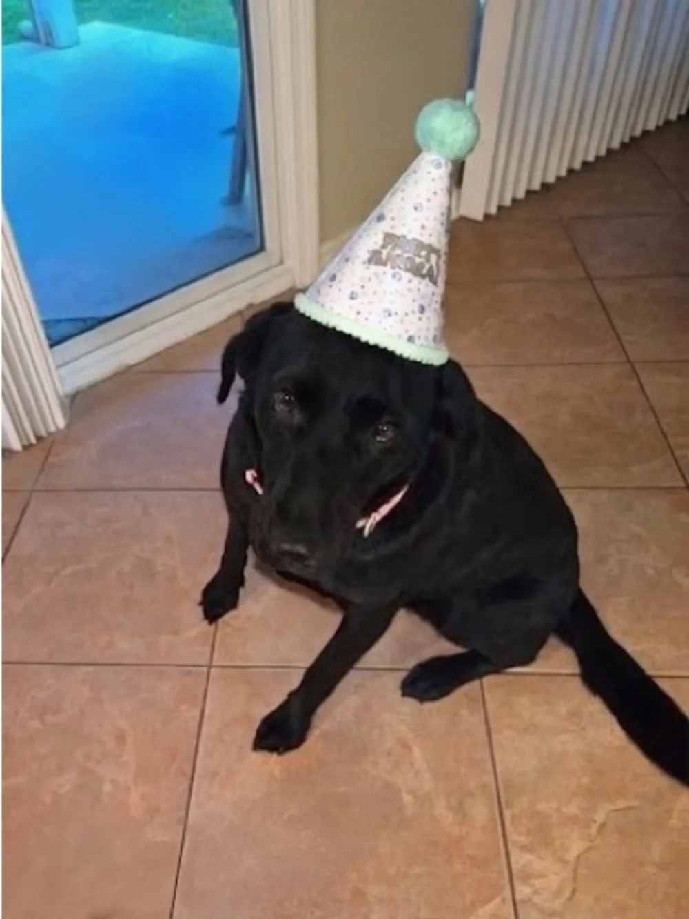 Dog Party Animal Birthday Hat - Mint Pom Pom